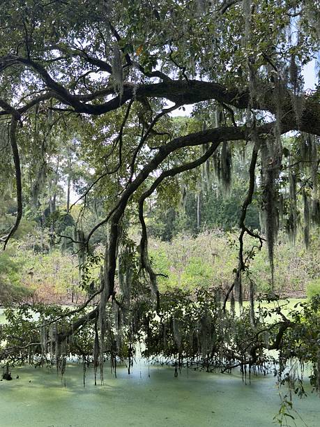 istock Cypress Swamp and Rookery 2236433731