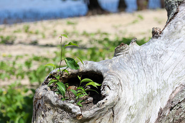 istock Small green plant growing inside old driftwood trunk on the beach sand 2236433755