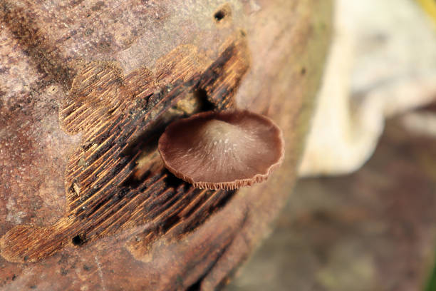 Brown mushroom growing on textured old wooden surface