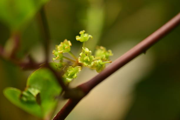 istock Smilax china L. (Cheongmirae-deonggul), spiny deciduous climbing shrub with glossy round leaves and tendrils, root used as medicinal rhizome. Photographed in Korea. 2236434063