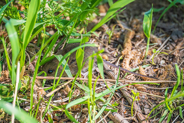 istock A closeup of a Common vole, Microtus arvalis, on the ground with a blurry background 2236434470