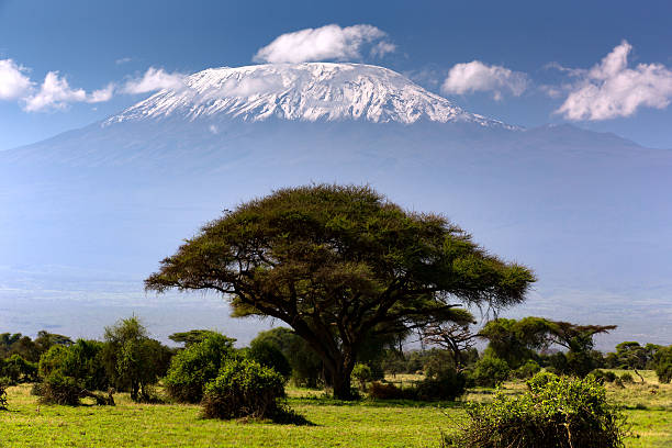 istock Acacia Tree with Mount Kilimanjaro 2236434513