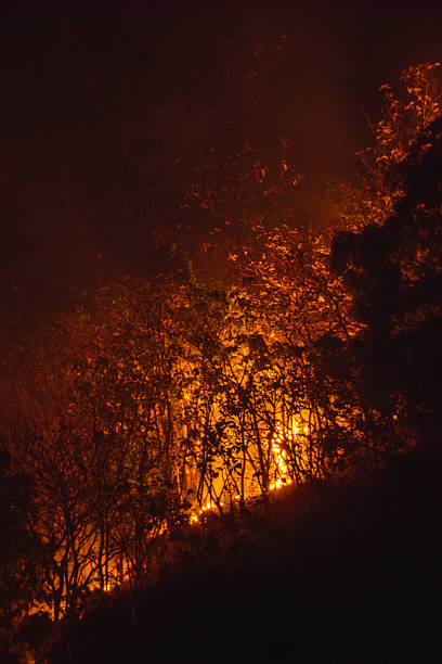 istock Vertical shot of a night forest fire glowing through dense trees 2236438333