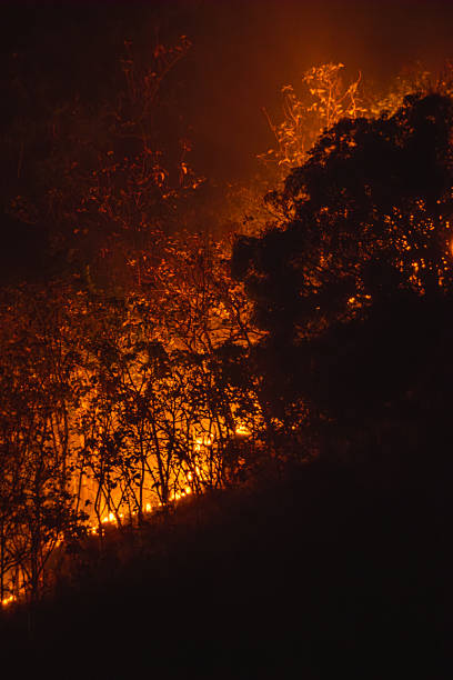 istock Vertical shot of a night forest fire glowing through dense trees 2236438334