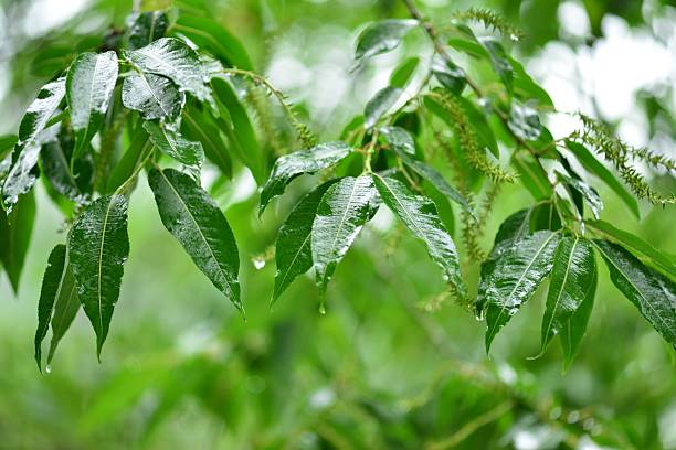 istock Salix maximowiczii Kom. (Jjok-beodeul), tall deciduous willow tree with serrated hairy leaves, purplish flowers in spring, and fruits ripening in June. Photographed in Korea. 2236438656