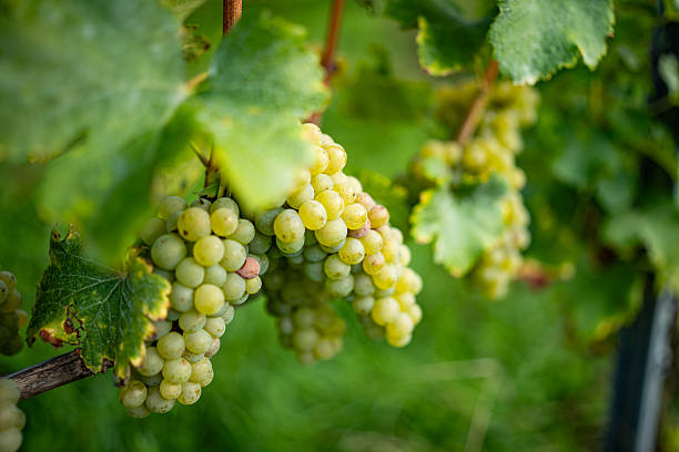 istock Ripe Grapes Growing Among Leaves 2236439857