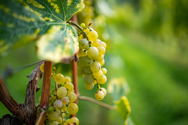 istock Close-Up of Vineyard Grapes in Natural Light 2236439861
