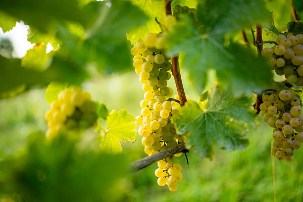 istock Sunlit White Grapes Hanging on Vine 2236439864