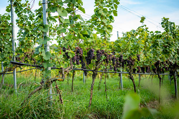 istock Rows of Red Wine Grapevines in Vineyard 2236439907