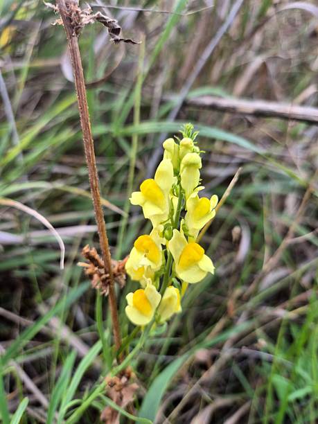 istock Close-up of common toadflax flowers 2236440078
