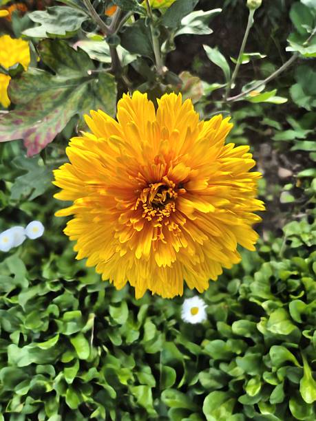 Beautiful yellow chrysanthemum flower in September