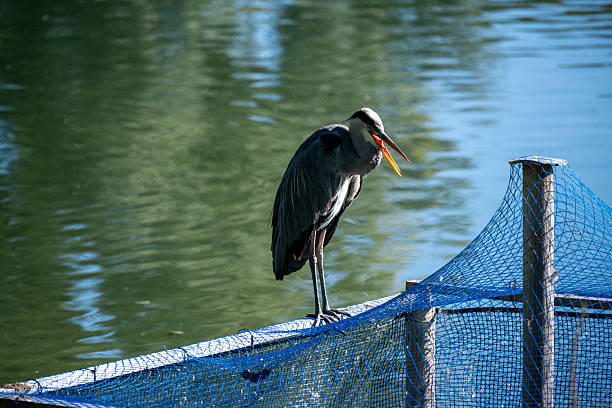 istock Grey heron sits on a parapet near the shore 2236440578