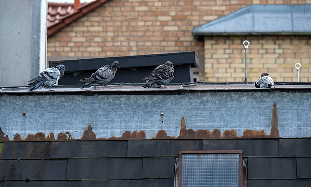 istock City pigeons sitting on a parapet 2236440711