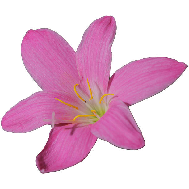 istock Pink Lily Flower Isolated on White Background 2236441708