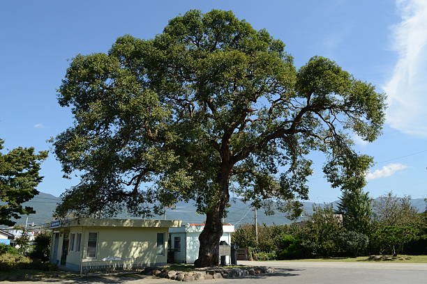 istock Salix chaenomeloides Kimura (Wang-beodeul), tall deciduous willow tree reaching 20 m with broad leaves and thick trunk, known as the king willow. Photographed in Korea. 2236441758