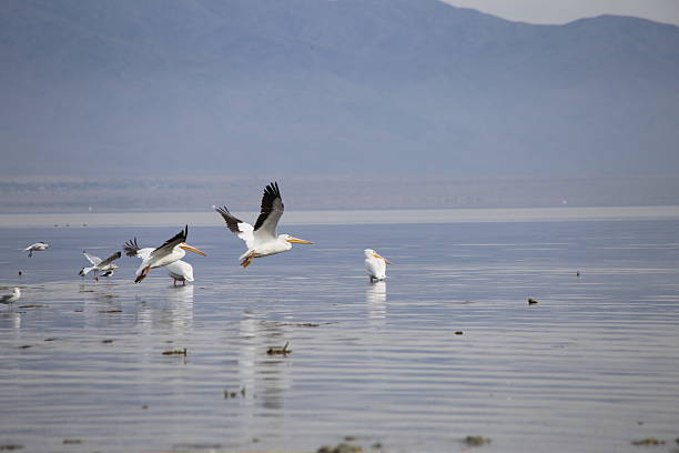 istock SALTON SEA 2236441822
