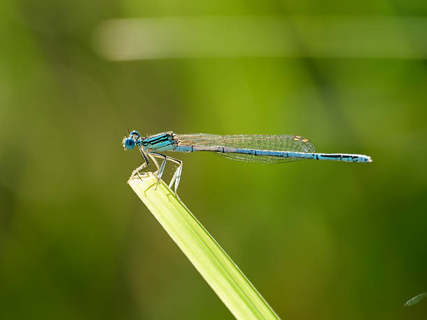 istock Blue Damselfly Perched on a Green Grass Blade 2236442720