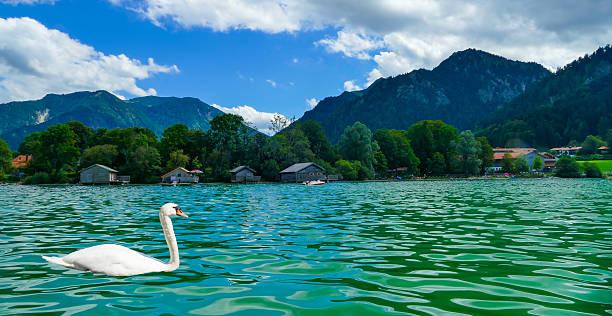 istock Swan on Lake Schliersee Bavaria 2236442786