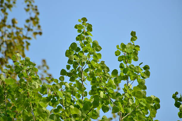 Populus davidiana (Sasi-namu), a deciduous poplar tree of up to 20 m height and 1 m diameter, with dark bark, rounded leaves, flat petioles, and wind-dispersed capsule fruits. Photographed in Korea.