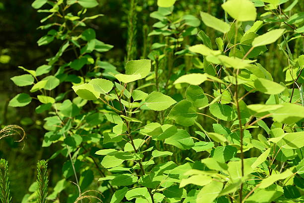 istock Populus davidiana (Sasi-namu), deciduous poplar tree up to 20 m with dark bark, broad round leaves, flat petioles, and capsule fruits dispersed by wind. Photographed in Korea. 2236443439