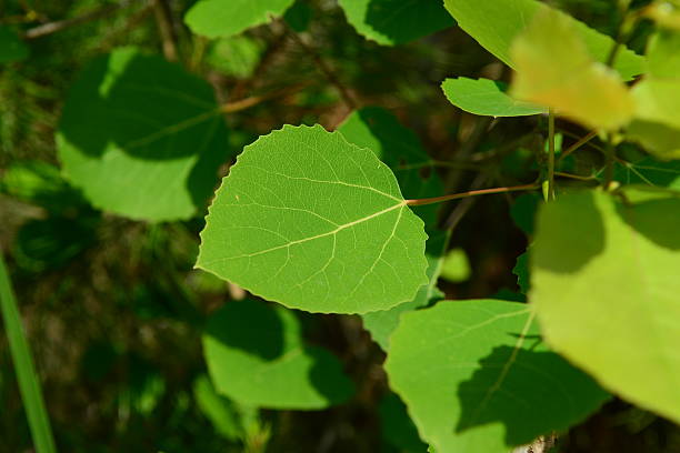 istock Populus davidiana (Sasi-namu), deciduous poplar tree up to 20 m with dark bark, broad round leaves, flat petioles, and capsule fruits dispersed by wind. Photographed in Korea. 2236443486