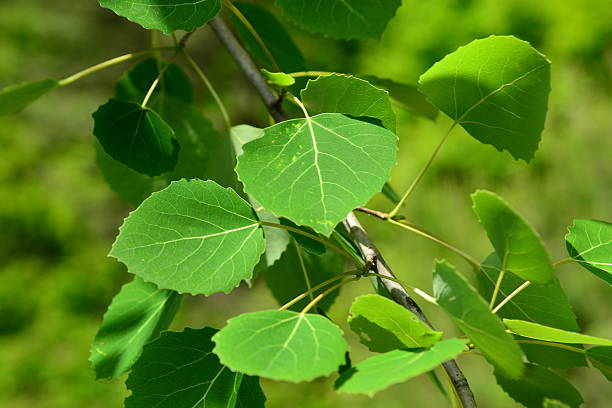 istock Populus davidiana (Sasi-namu), deciduous poplar tree up to 20 m with dark bark, broad round leaves, flat petioles, and capsule fruits dispersed by wind. Photographed in Korea. 2236443499