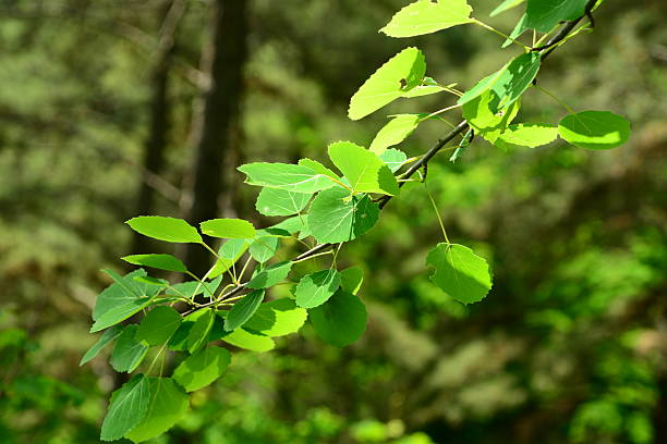 istock Populus davidiana (Sasi-namu), deciduous poplar tree up to 20 m with dark bark, broad round leaves, flat petioles, and capsule fruits dispersed by wind. Photographed in Korea. 2236444034