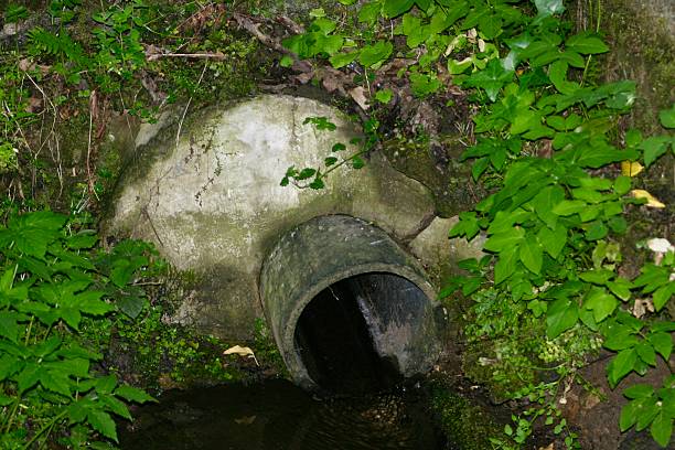 Old drainage pipe surrounded by green foliage in a forest setting. Water flows from the circular concrete tunnel into a stream. Nature reclaims the man-made structure, creating a blend of urban and wild.