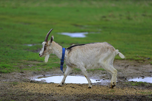 A grey goat with a blue collar walks across a wet meadow.