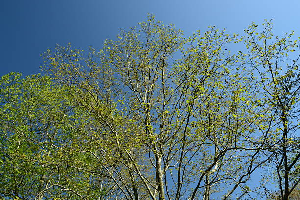 istock Platanus orientalis L. (Beojeum-namu), deciduous plane tree with mottled bark, deeply lobed palmate leaves, and round fruit, widely used in streets and parks. Photographed in Korea. 2236444803