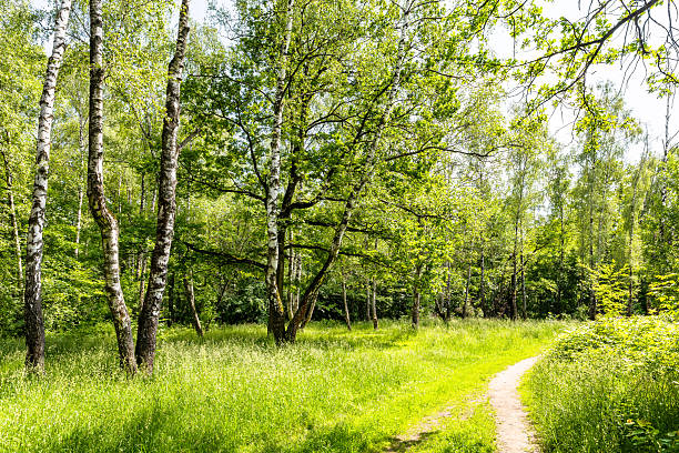 old birch trees and path on clearing in forest of city park on sunny summer day