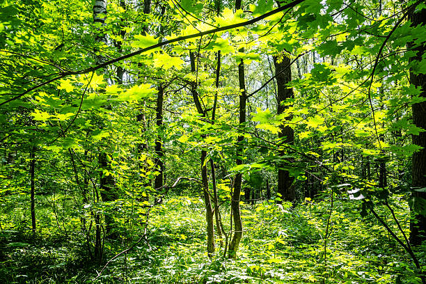 istock forest overgrown with green growth in city park 2236446104