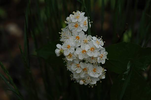 istock Deutzia crenata (Malbal-dori-namu), deciduous shrub 2–3 m tall with star-shaped hairs on leaves and branches, white five-petaled flowers in spring, and capsule fruits. Photographed in Korea. 2236448283