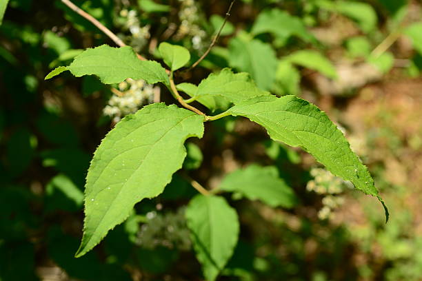 Deutzia crenata (Malbal-dori-namu), deciduous shrub 2–3 m tall with star-shaped hairs on leaves and branches, white five-petaled flowers in spring, and capsule fruits. Photographed in Korea.