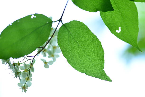 Deutzia crenata (Malbal-dori-namu), deciduous shrub 2–3 m tall with star-shaped hairs on leaves and branches, white five-petaled flowers in spring, and capsule fruits. Photographed in Korea.