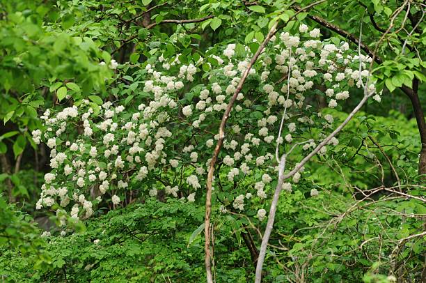 Deutzia crenata (Malbal-dori-namu), deciduous shrub 2–3 m tall with star-shaped hairs on leaves and branches, white five-petaled flowers in spring, and capsule fruits. Photographed in Korea.