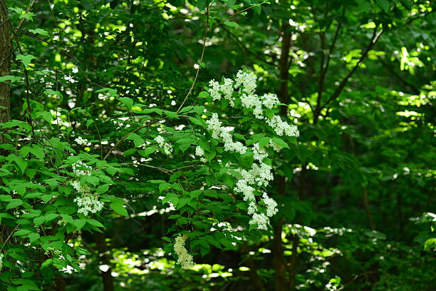 Deutzia crenata (Malbal-dori-namu), deciduous shrub 2–3 m tall with star-shaped hairs on leaves and branches, white five-petaled flowers in spring, and capsule fruits. Photographed in Korea.