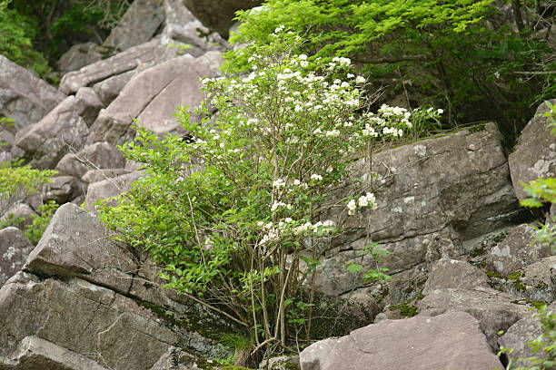 Deutzia crenata (Malbal-dori-namu), deciduous shrub 2–3 m tall with star-shaped hairs on leaves and branches, white five-petaled flowers in spring, and capsule fruits. Photographed in Korea.