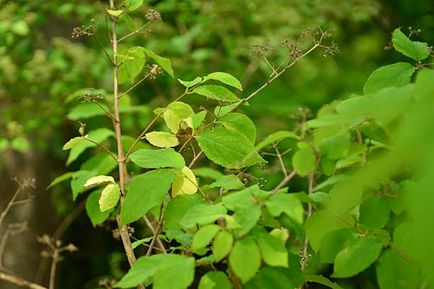 Deutzia crenata (Malbal-dori-namu), deciduous shrub 2–3 m tall with star-shaped hairs on leaves and branches, white five-petaled flowers in spring, and capsule fruits. Photographed in Korea.