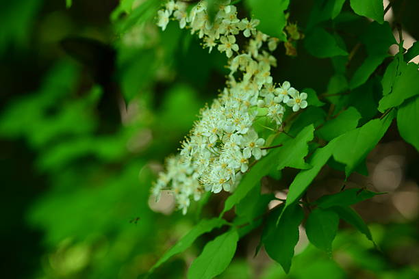 Deutzia crenata (Malbal-dori-namu), deciduous shrub 2–3 m tall with star-shaped hairs on leaves and branches, white five-petaled flowers in spring, and capsule fruits. Photographed in Korea.