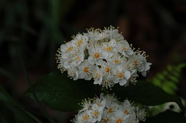 Deutzia crenata (Malbal-dori-namu), deciduous shrub 2–3 m tall with star-shaped hairs on leaves and branches, white five-petaled flowers in spring, and capsule fruits. Photographed in Korea.