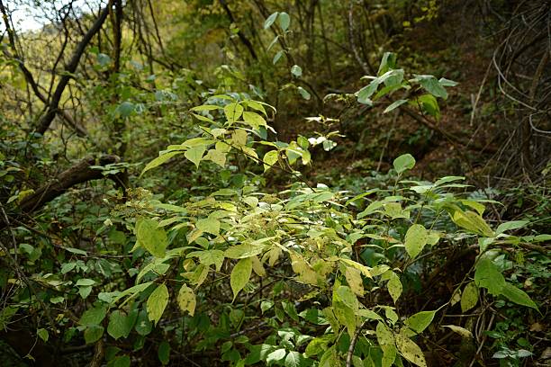 istock Hydrangea serrata for. acuminata (San-su-guk), deciduous shrub about 1 m tall with serrated leaves and summer flower clusters changing color by soil acidity. Photographed in Korea. 2236449505