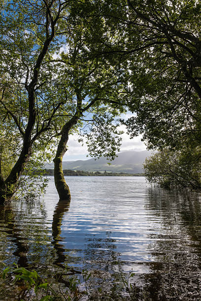 Bassenthwaite Lake is the only lake in the English Lake District that is officially named as a lake. All of the others are either meres or waters. It is the most northerly of the lakes found near Keswick, England UK. Image taken from the northern shore of the lake.