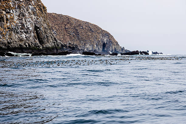 istock ancient murrelet birds near island, Pacific ocean 2236451074