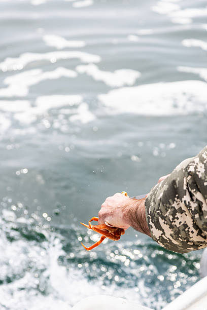 fisherman holds freshly caught crab on boat in Avacha bay of Pacific ocean on spring day near Petropavlovsk-Kamchatsky city, Kamchatka Krai, Russia