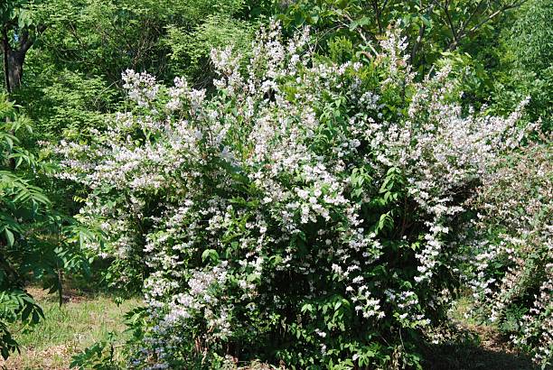 istock Deutzia crenata (Bin-dori), deciduous shrub 1–2 m tall with hollow stems, opposite serrated leaves, stellate hairs, and white conical flower clusters in summer. Photographed in Korea. 2236452309