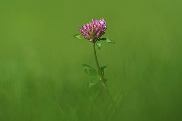 Isolated on green background.