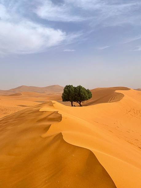 istock Trees in the Sahara Desert 2236452756