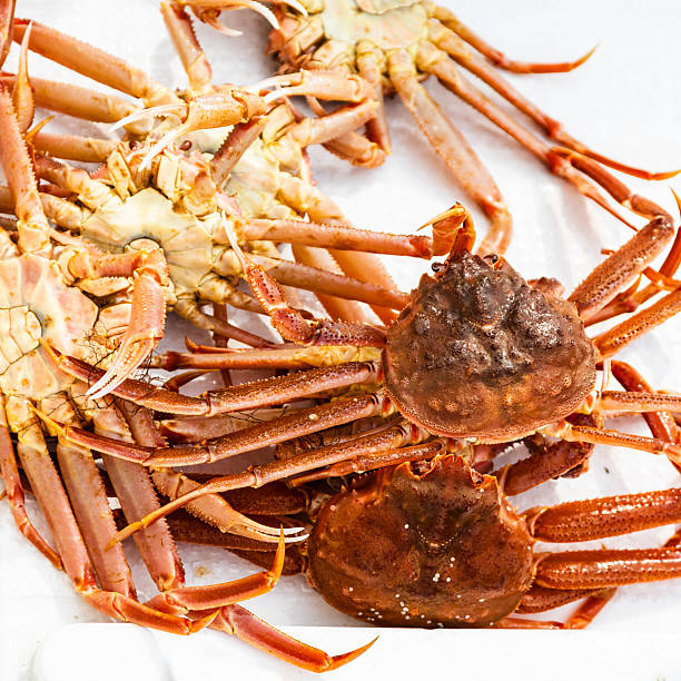 freshly caught live Kamchatka crabs on board of boat in Avacha bay of Pacific ocean on spring day near Petropavlovsk-Kamchatsky city, Kamchatka Krai, Russia