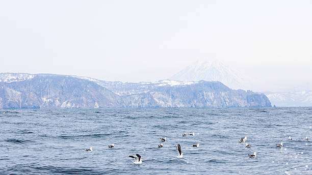 istock flock of black-legged kittiwakes on ocean water 2236454103